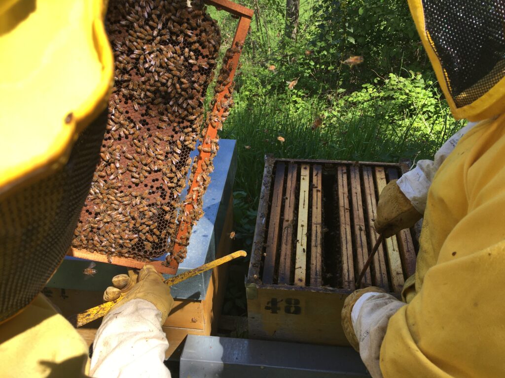 Visita in apiario